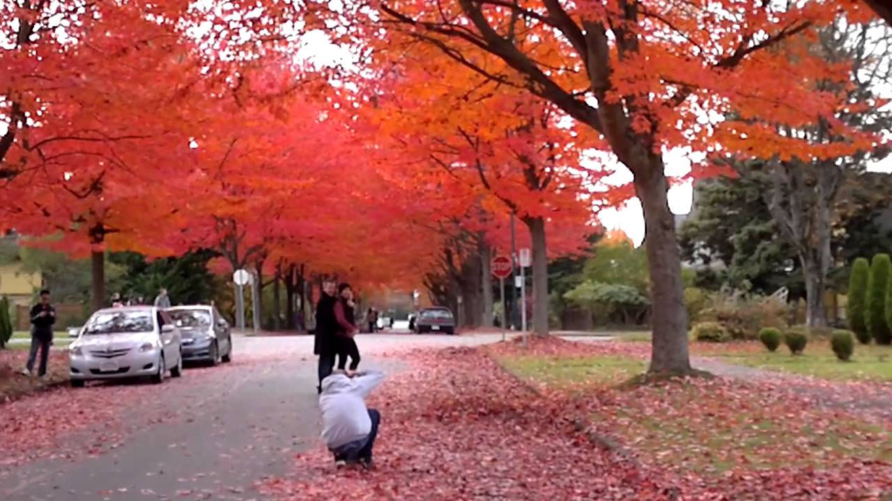 Colouful Maples in E. Vancouver on Cambridge St, Fall 2013 YouTube