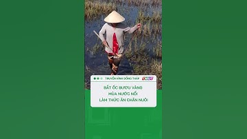 Bắt ốc bươu vàng mùa nước nổi làm thức ăn chăn nuôi