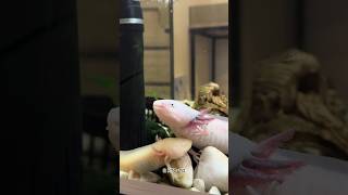 #axolotl #аксолотль