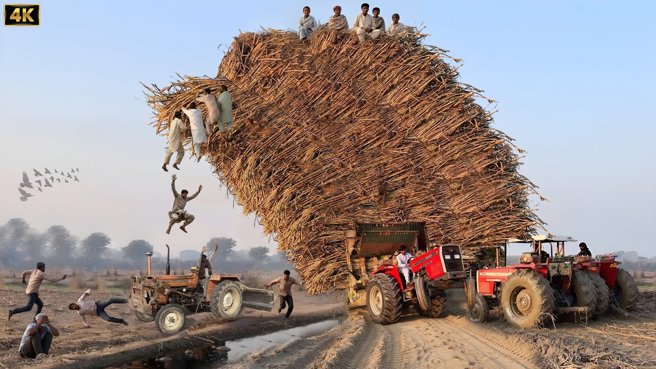 Massey Ferguson 385 tractor extreme power | many tractors pulling sugarcane trolley | 4k Ultra HD