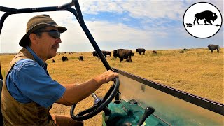 Holistically Managed Bison Ranch, The Buffalo Guys