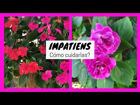Video: Impatiens Arguta Información: Cómo cultivar flores de Impatiens Arguta