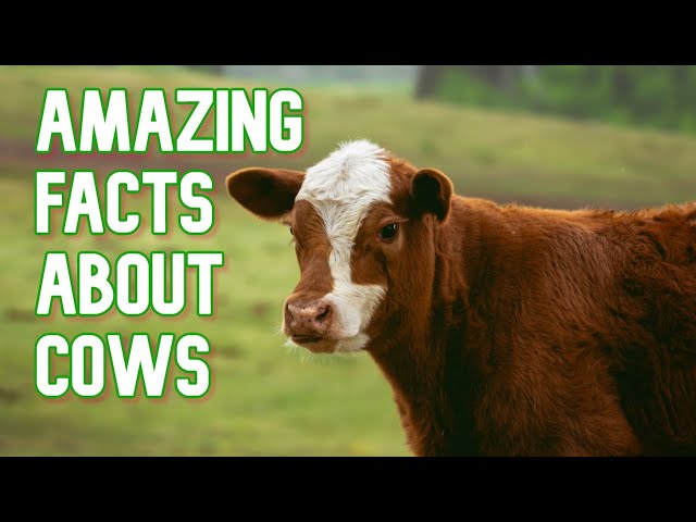 20 Fascinating Facts About The Highland Cow