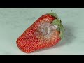 Strawberry rotting timelapse
