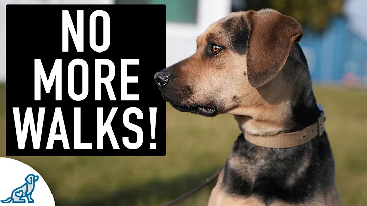 Youre NOT Ready For Leash Walking Until Your Dog C...