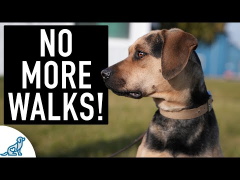 Vidéo: Les chiens obtiennent un coup de pied de Kicksledding