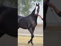 Stallion bharat ratan marwarihorse marwaristallion trending