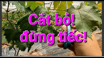 Cách "Tạo cành cấp 2 " trên " giàn chữ Y"  sao cho đều!