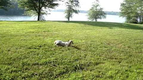Rosie the pointer hound mix