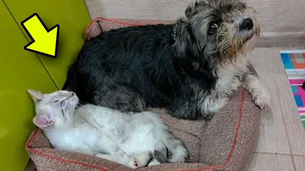 Stray Dog Refuses to Leave Homeless Kitten Alone – You'll Love This ...