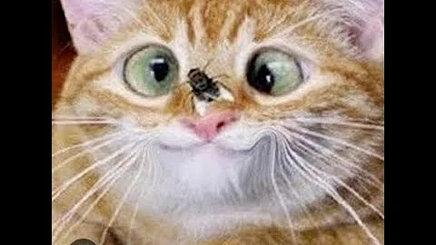 Watch the video about Cat Damu Version😂🤣 Malayalam Comedy Video | Poocha Ser Official |