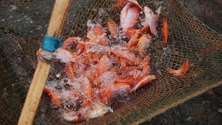 WAJIB TAHU !! INILAH JENIS IKAN NILA MERAH BESERTA CARA BUDIDAYANYA