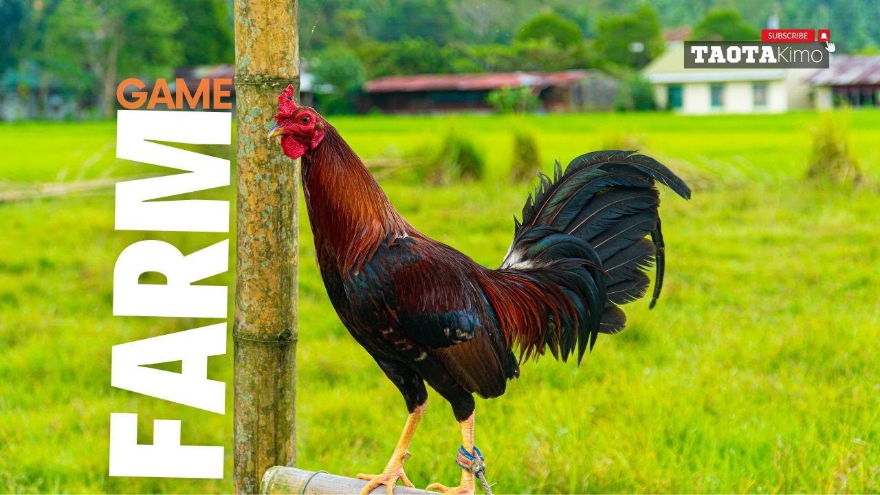 Gamefarm visit Iba't ibang klase! YouTube