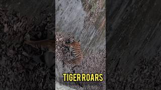 Watch Tiger Roar in the Zooo for the First Time EVER!