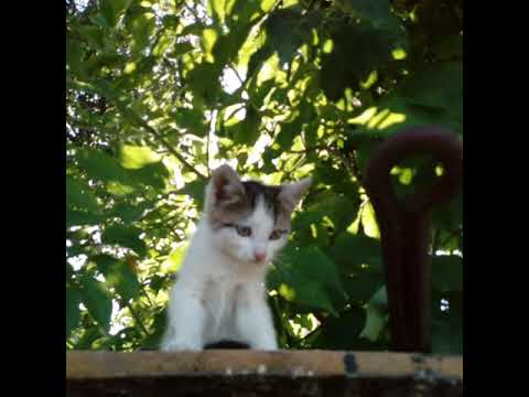 Kitten video editing software free