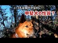 穏やかな甲斐犬が山では唸って吠える猛犬に豹変!【愛犬と登山】