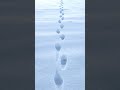 🤯Следы снежного человека на Ямале  #рекомендации #крайнийсевер #янао