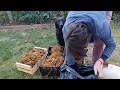 Comment faire pousser les champignons chez soi  facile 