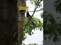 Amazing Facts About Hornbill | भारत का दुर्लभ पक्षी #hornbilltv #hornbill #birds #wildlife #viral