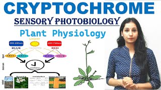 CRYPTOCHROME I Sensory Photobiology I Plant Physiology I Photoreceptor CSIRNET I GATE I ICAR I TIFR