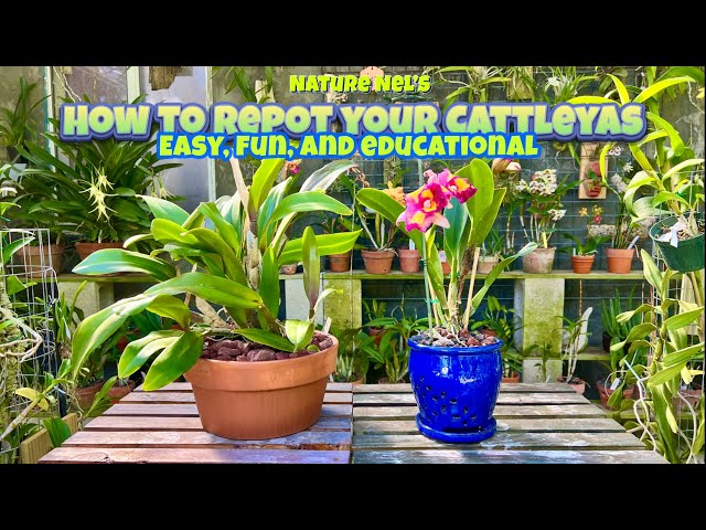 Easy steps to repot your Cattleya orchid. What medium to use and finding the right pot. class=