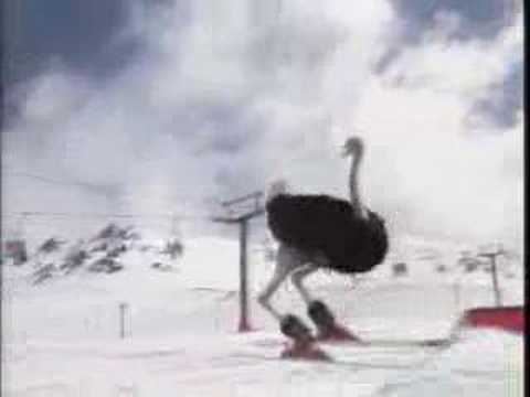 Ostrich Skiing - Unbelievably