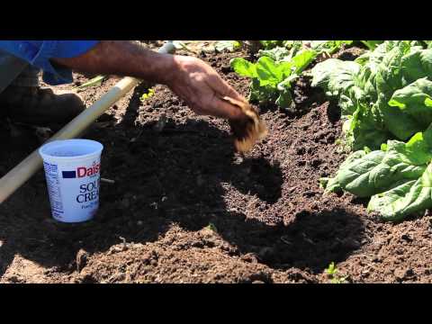 How to Add Coffee Grounds to Your Vegetable Garden Soil : Gardening Advice