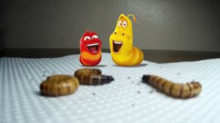 FROM SUPERWORM TO PUPA (TIME LAPSE VIDEO)