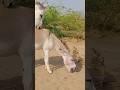 Donkeys Chaba Ghadha Janwar Jungle Viralvideo Youtubeshorts Donkeys Chaba Ghadha Janwar Jungle Viralvideo Youtubeshorts
