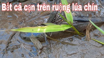 Bắt cá rô, cá lóc cạn còn sót trên đồng lúa chín | Catch perch and snakehead fish in the field