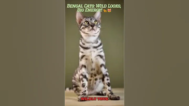 Video 9085491: bengal leopard cat, leopard cat wild, wild cat pet