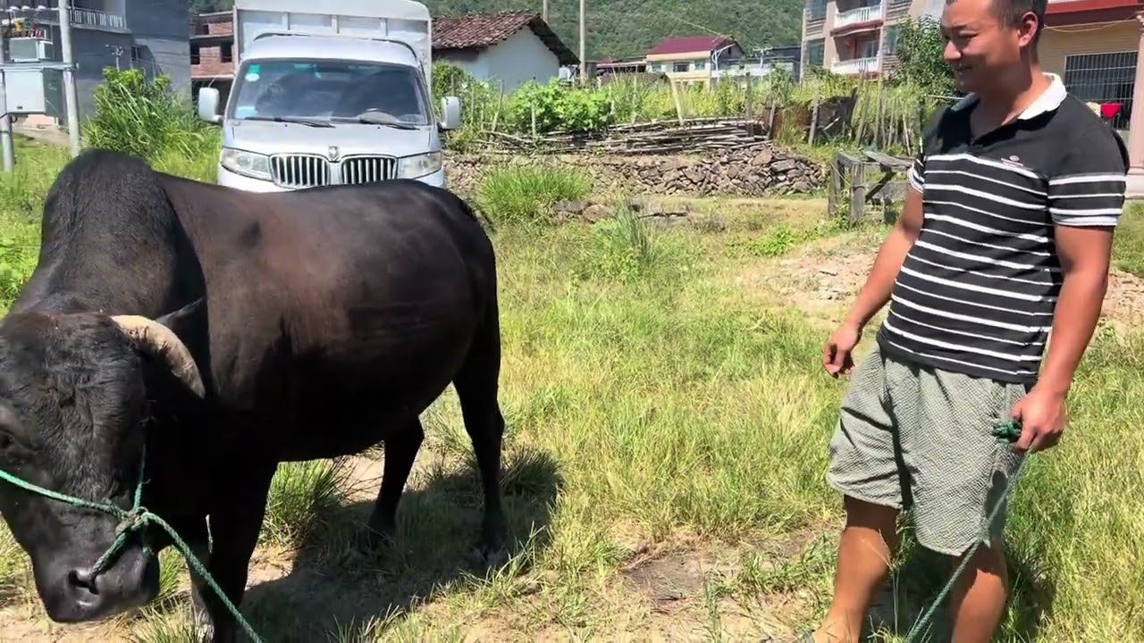 赣州宁都东韶乡买牛，山区人非常热情好客，不吃饭不让牛上车。