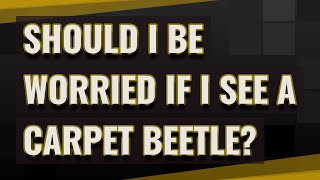 Should I Be Worried If I See A Carpet Beetle