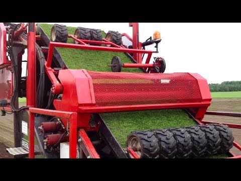 فيديو: لماذا يجزون العشب في المدينة؟