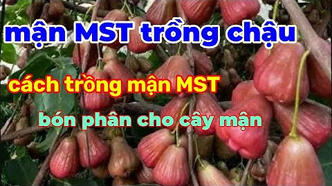 Cây mận MST ( mận Hồng Sóc Trăng) chuẩn giống, cách trồng và chăm sóc cây mận.