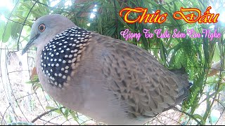 Chim Cu Mồi thúc đấu giọng to   rõ rất ít tạp âm bổi nghe úc chế gáy theo