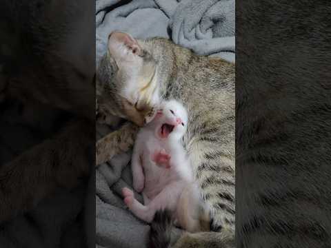 Mi GATO hoy 29 de agosto cumple años, hoy a las 7pm hora del centro de México en vivo por TikTok
