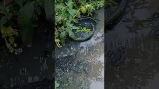 kubangan mancingliar buayasungai waspadalah shorts viral viral trending trend publik