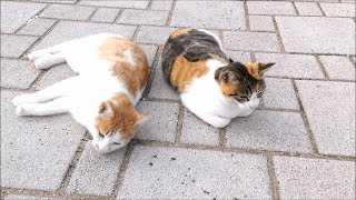 さて、どっちの猫からモフろうか？