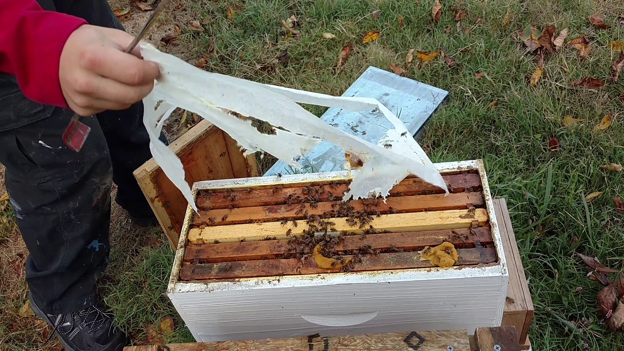 🔵Successfully combined mating nucs (paper method)