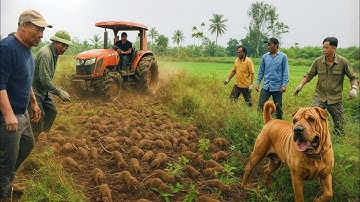 Dùng Máy Cày Và Chó Săn Đi Bắt Chuột Khổng Lồ Ngoài Cách Đồng Hoang