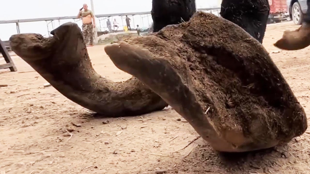 Wonderful collection of hoof trimming videos The donkey’s hoof is too