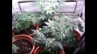 Haze 2.0 Automatic 6 and a half week