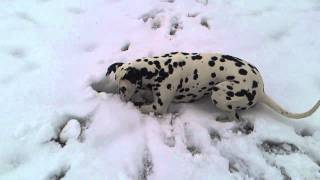 dalmatian hunting