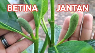 Cara Membedakan Bakal Buah Nangka yang Jantan dan Betina
