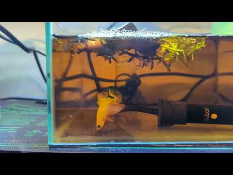 Betta Breeding Series - Vid #2 - Blue Marble Male x Female Koi