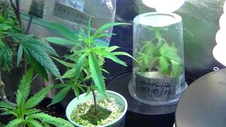 Medical Marijuana Grow 2012 Update #6 (Veg. Tent)