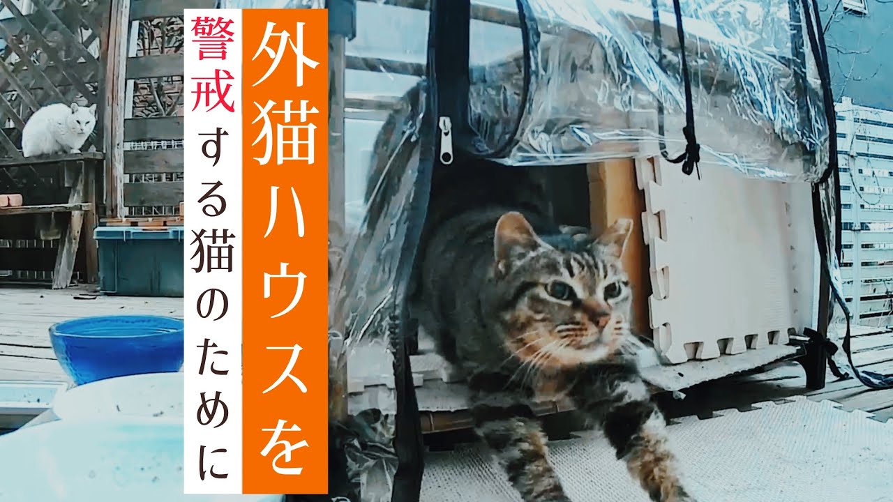 外猫ハウスを警戒する地域猫のために、ビニールハウスを設置しました