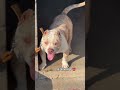 #punjab #pets  #amricanbully #dog #doglove #mumbai #kolkata