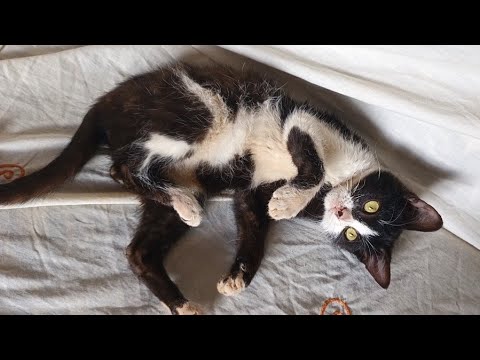"I definitely wanna love this gorgeous pretty tuxedo kitten 😻"